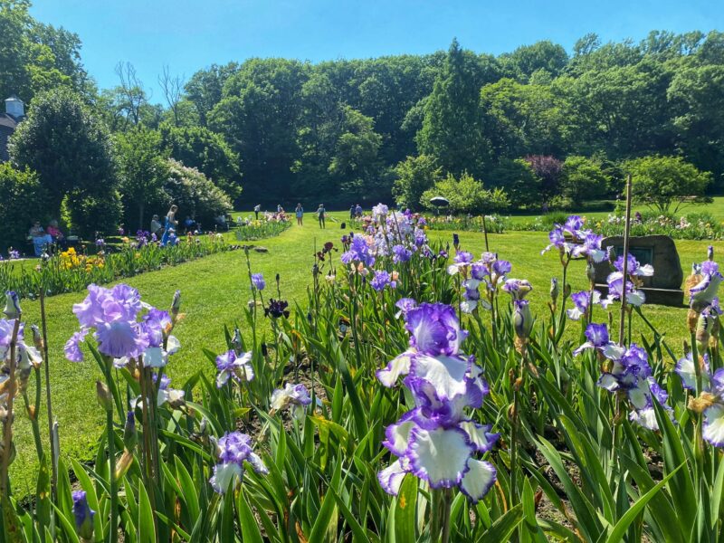 Presby Memorial Iris Gardens field