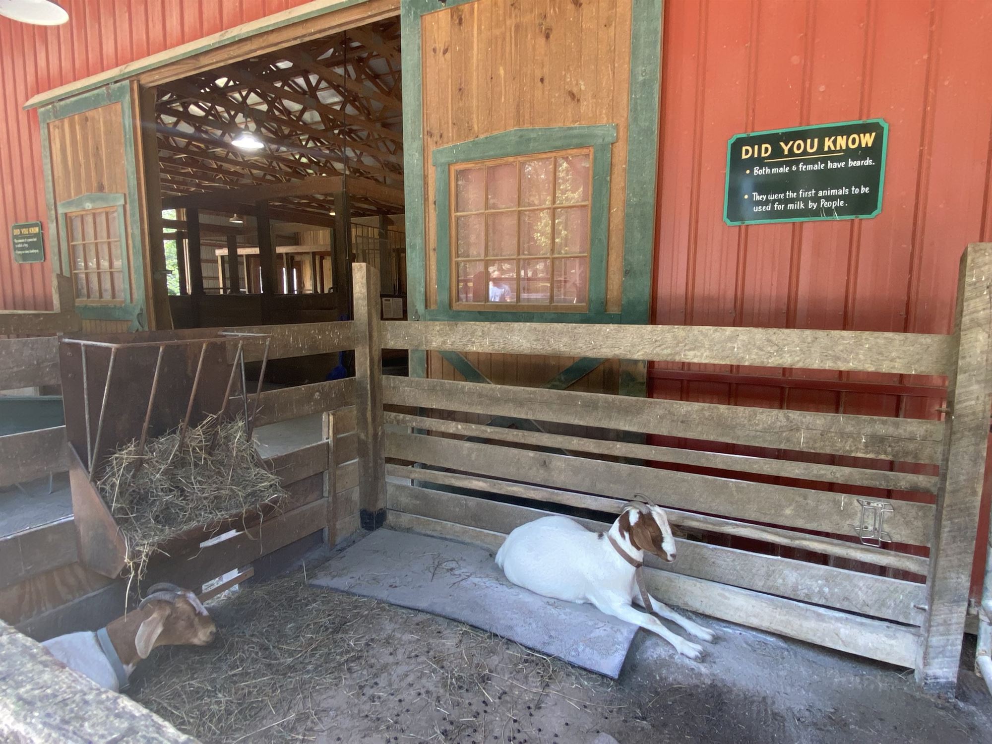 Wild West City goat nj mom