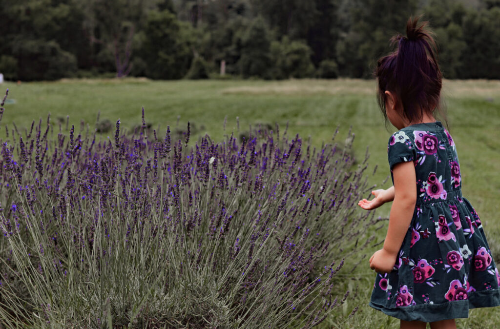 Princeton bajajbrood, lavender farm in NJ