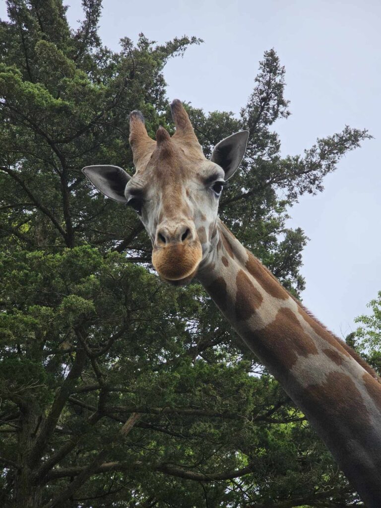 nj-mom-cape-may-county-zoo-new-jersey-giraffes (1)