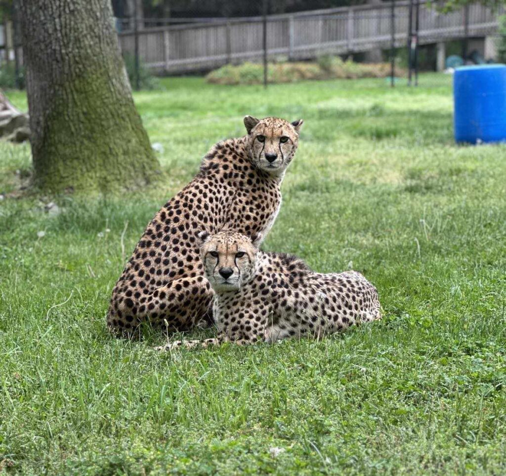 nj-mom-cape-may-county-zoo-new-jersey-leopard