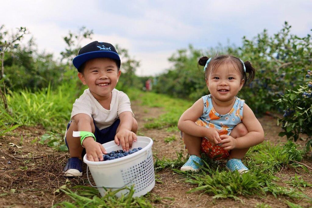 Blueberry picking in NJ Von Thun