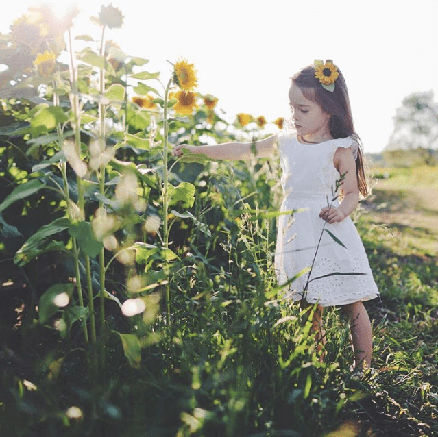 sunflowers