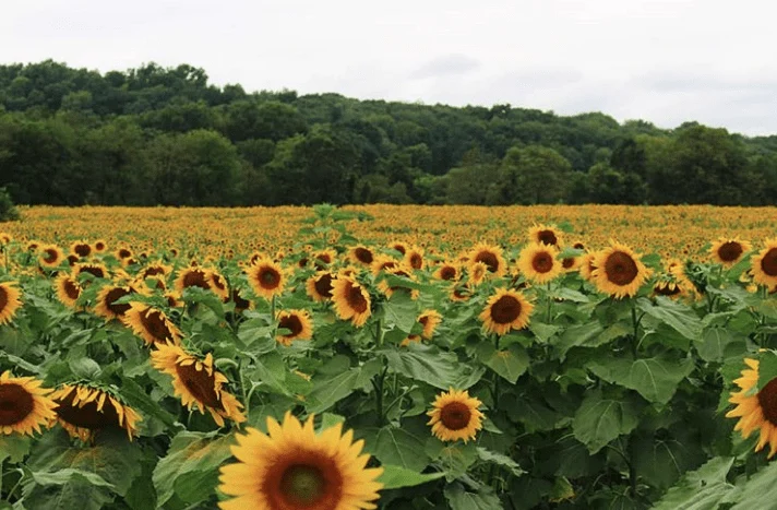 sunflower nj mom