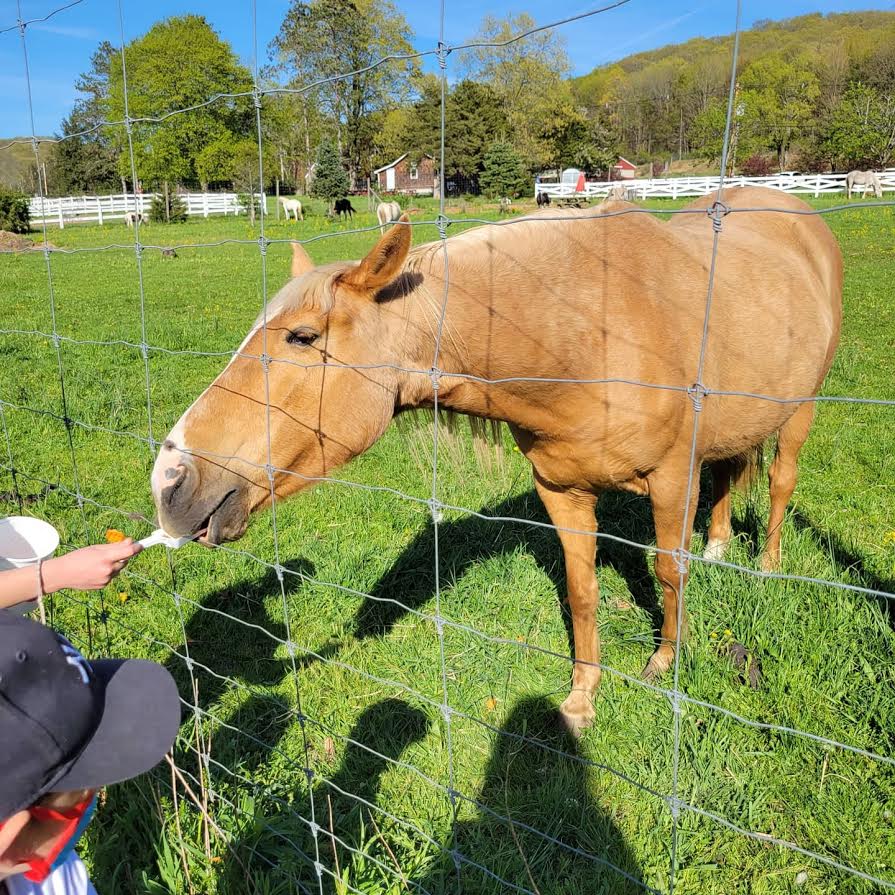 Brookhollow's Barnyard