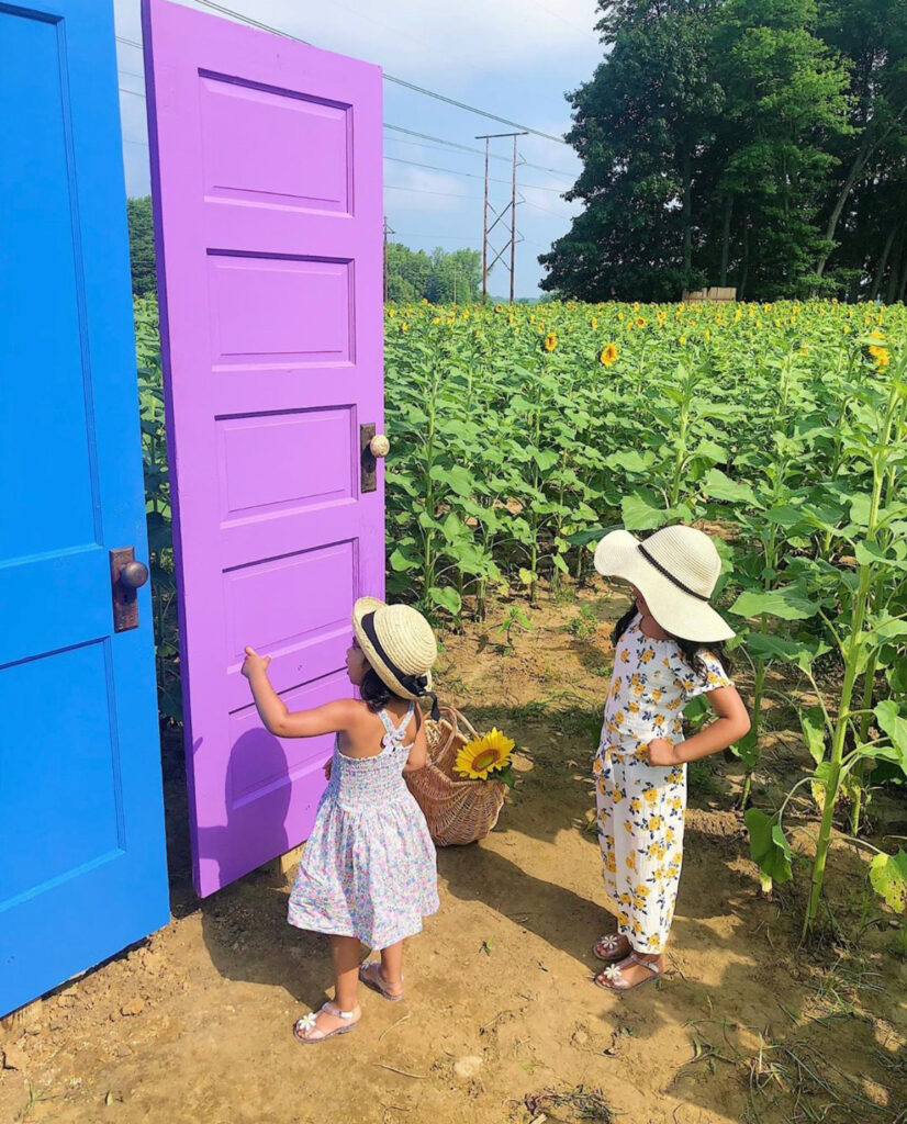 nj mom sunflower farms New Jersey sunflowers fields mazes