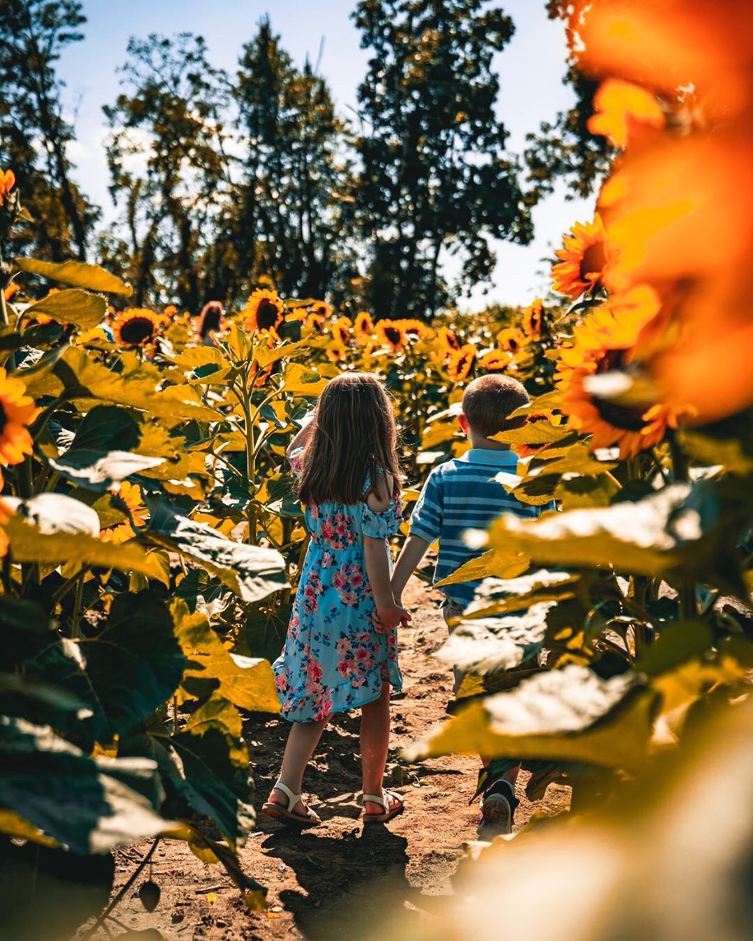 sunflower kids Cody Conk photographer nj mom