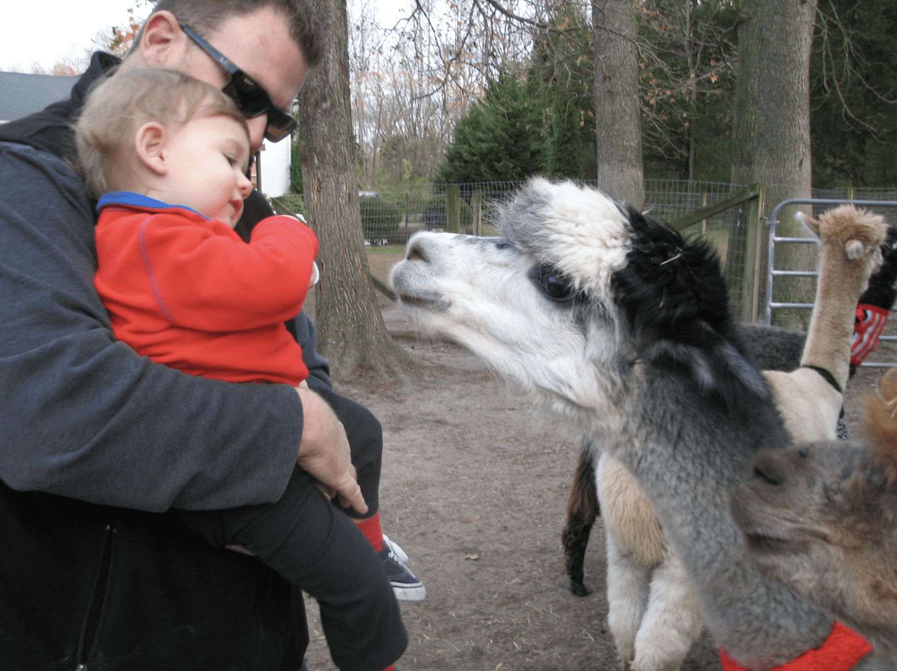 nj mom best alpaca farms in New Jersey jersey shore alpacas alpaca farms in nj