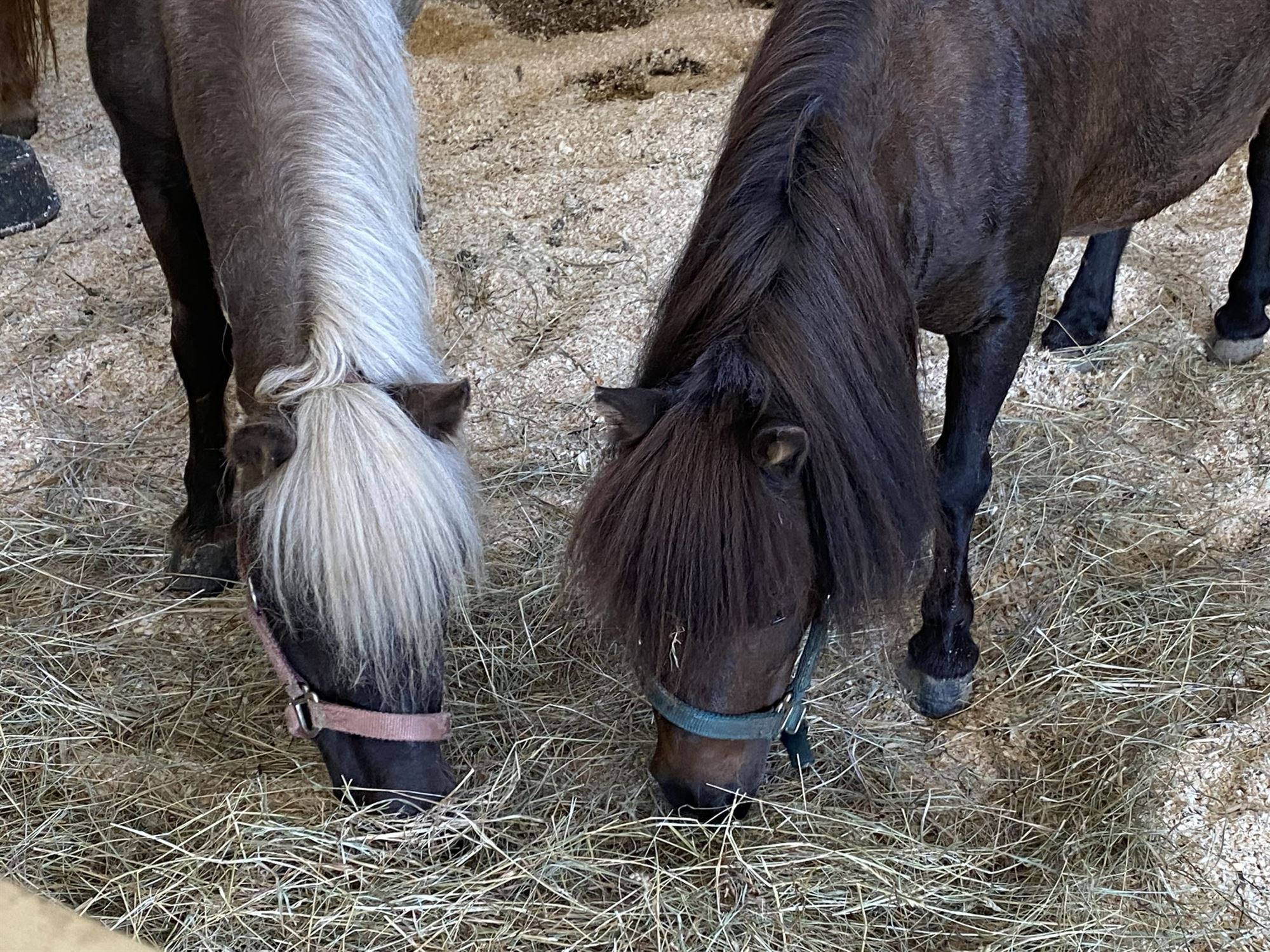 Allaire Community Farm pony