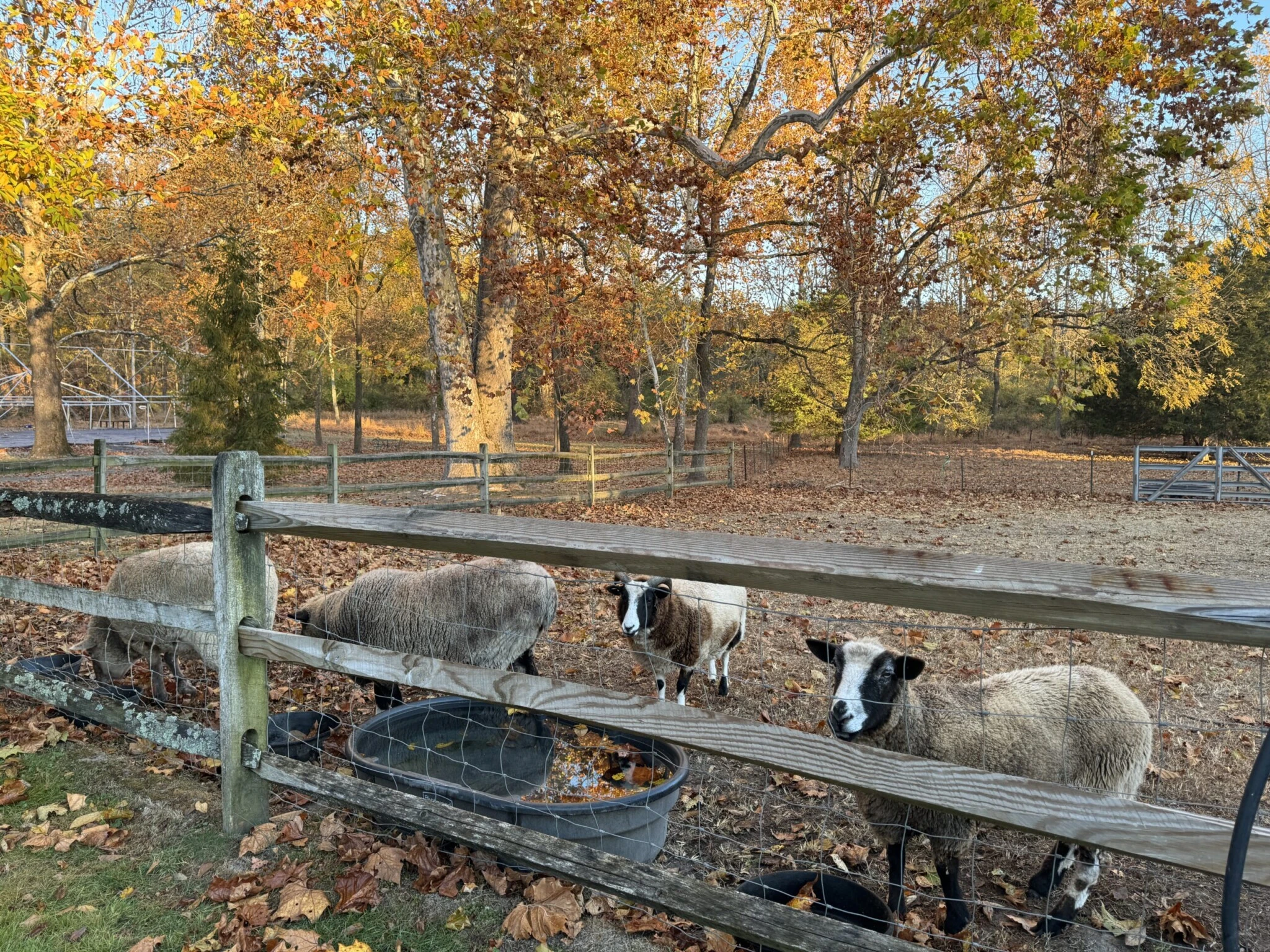 woolverton inn sheep nj mom