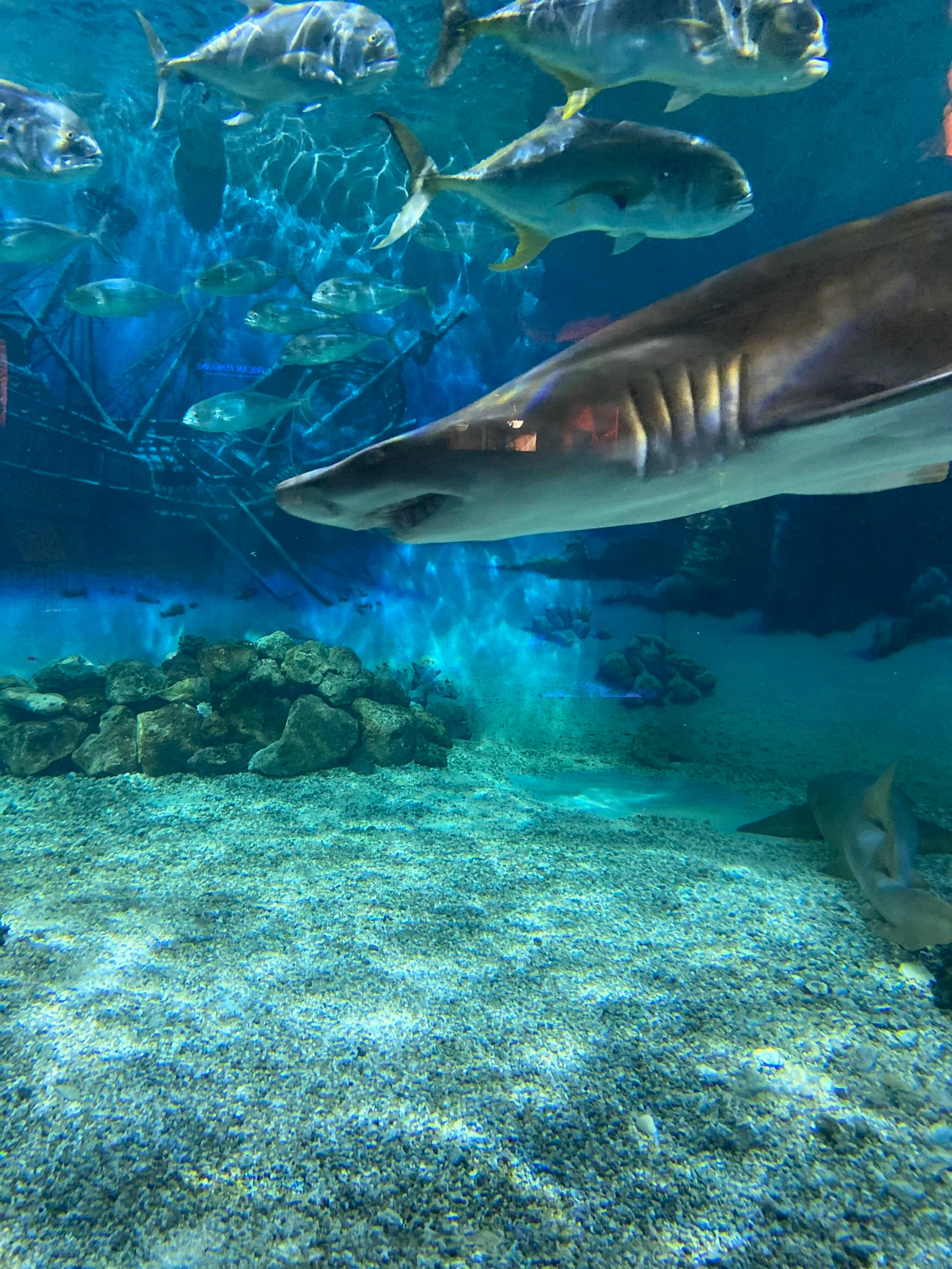 Jenkinson's Aquarium shark nj mom