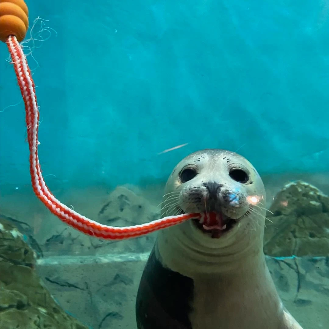 Jenkinson's Aquarium seal nj mom