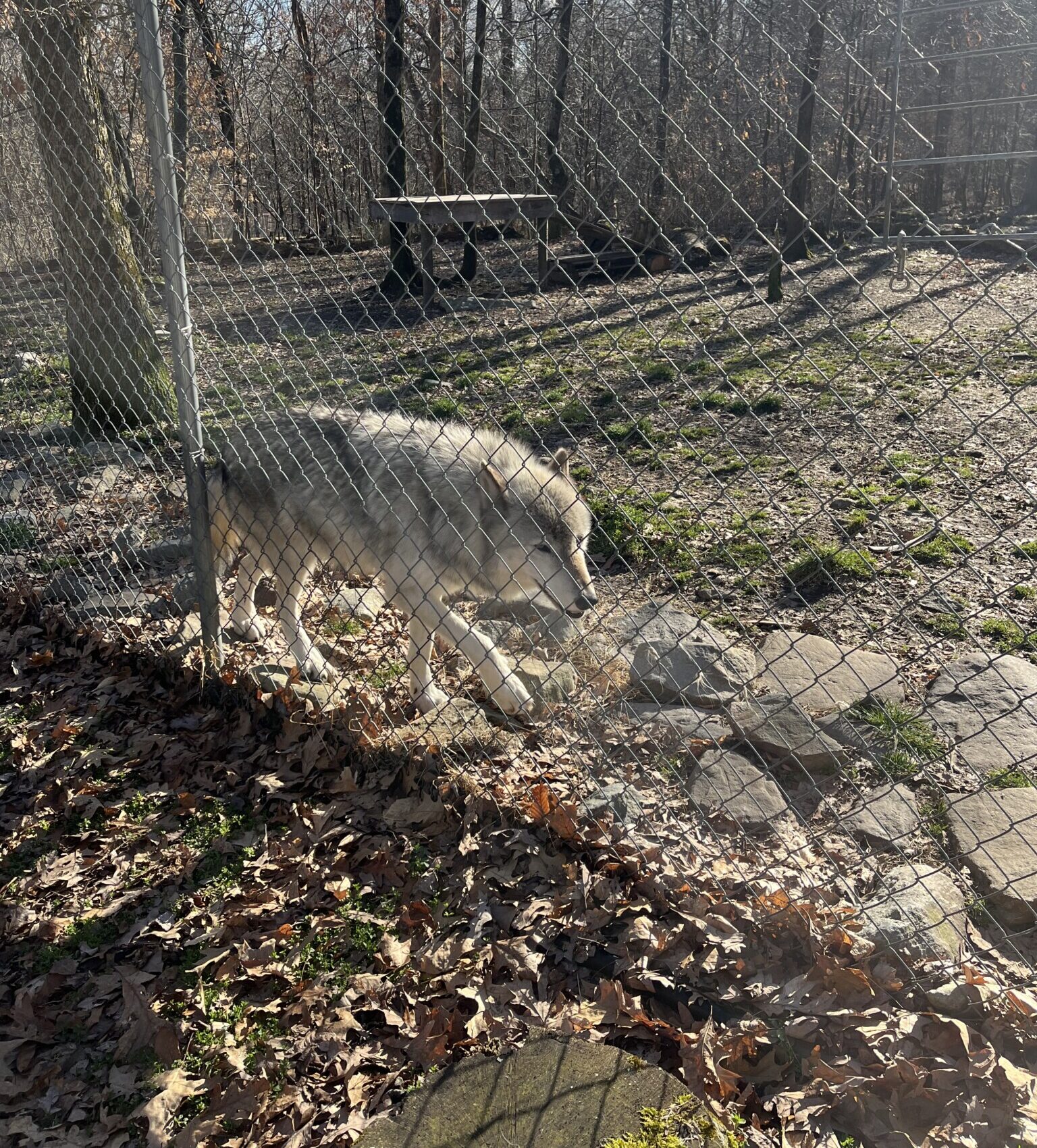 Lakota Wolf Preserve wolf 2 nj mom