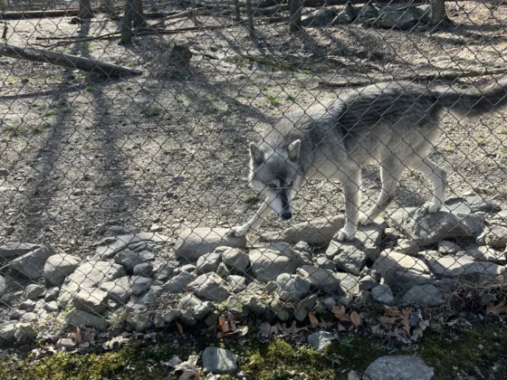 Lakota Wolf Preserve wolf nj mom