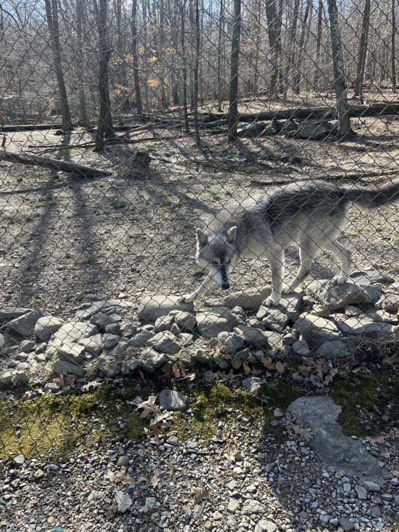 Lakota Wolf Preserve wolf nj mom