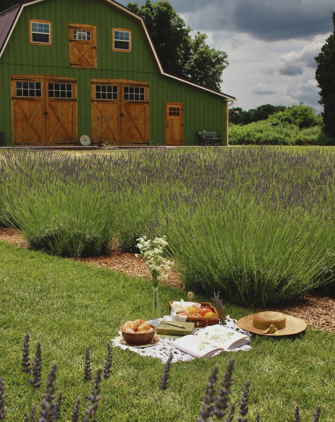 lavender on the bryn lavender nj mom