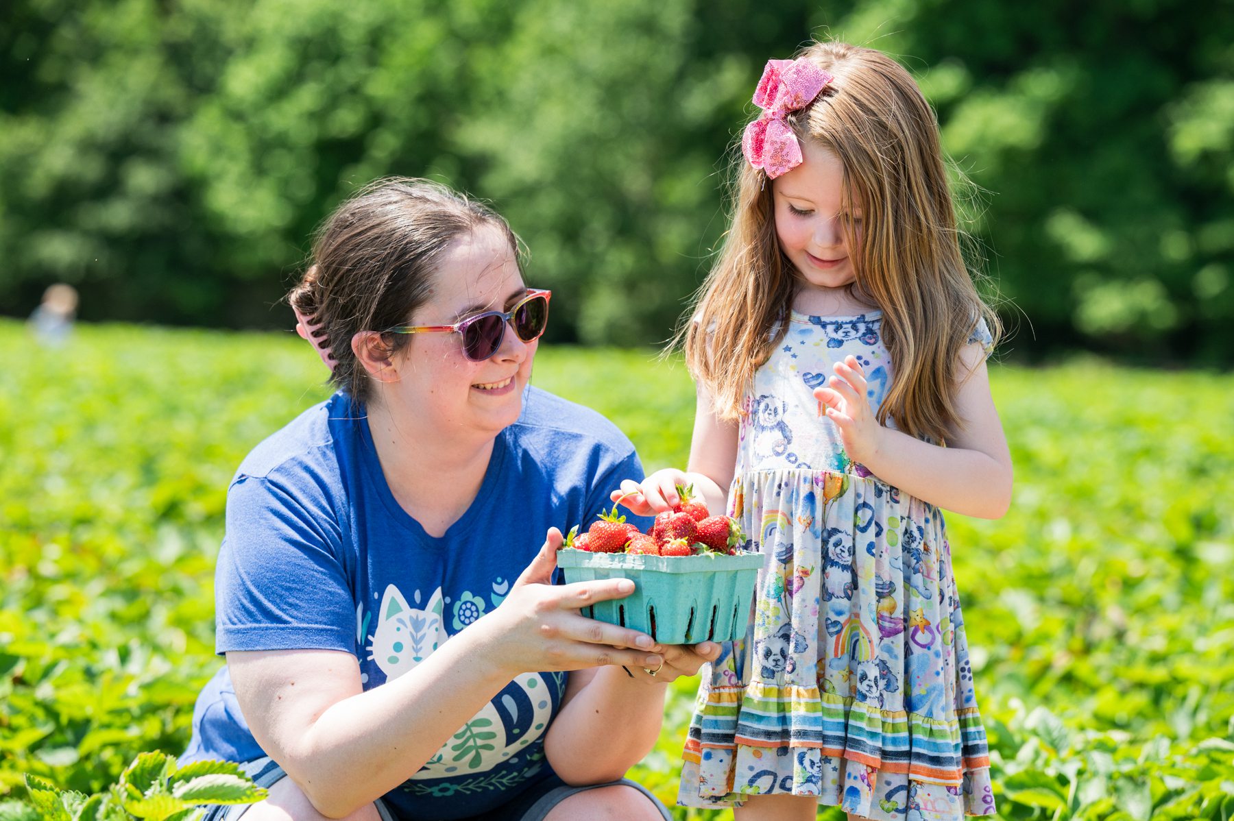 strawberry picking guide NJ Mom- Jeff Anderson