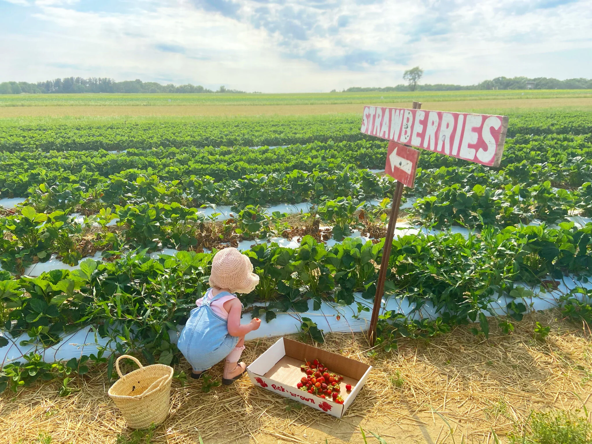 strawberry picking in new jersey nj mom