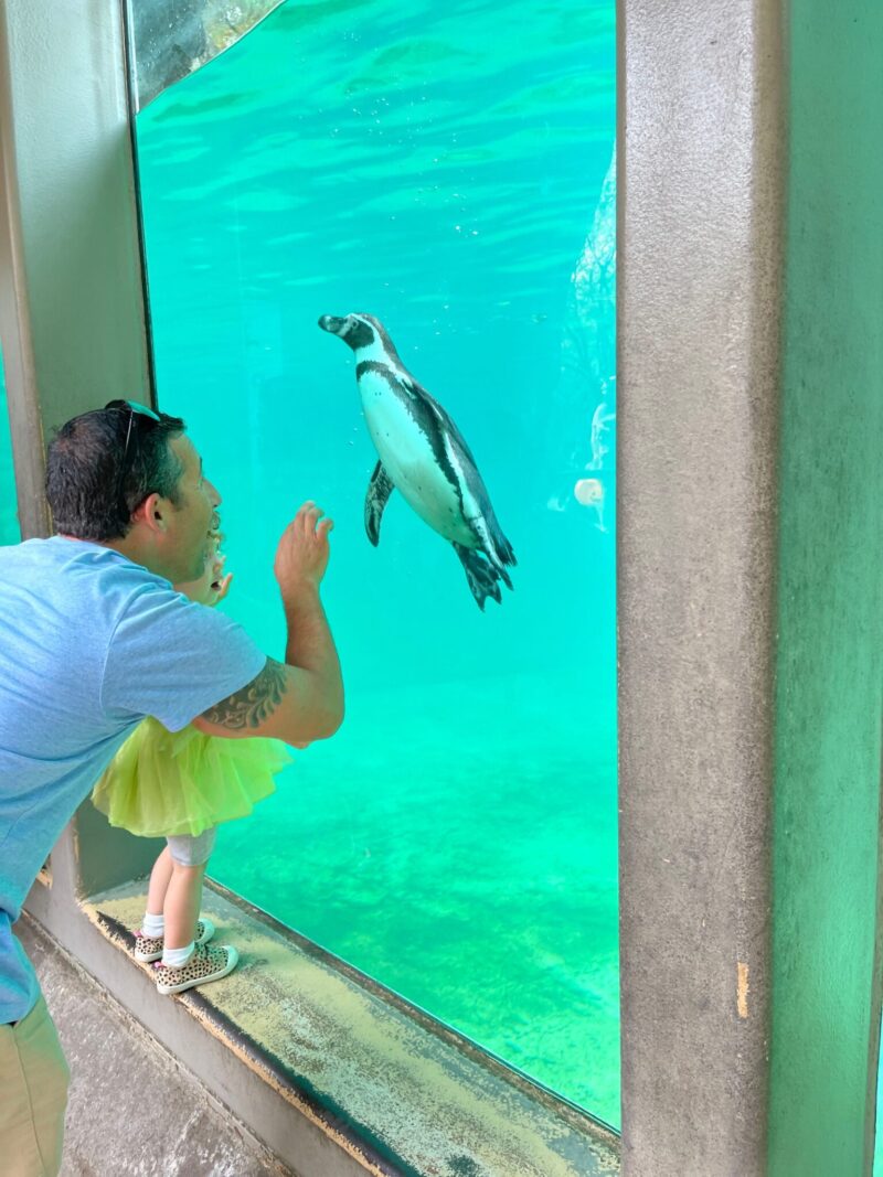 Philadelphia Zoo penguin nj mom