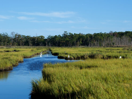 Cattus Island Wetlands, Jersey Shore nj mom