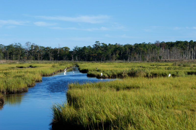 Cattus Island Wetlands, Jersey Shore nj mom