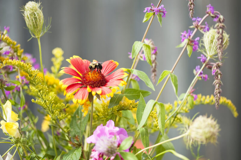 Rutgers Gardens bee nj mom