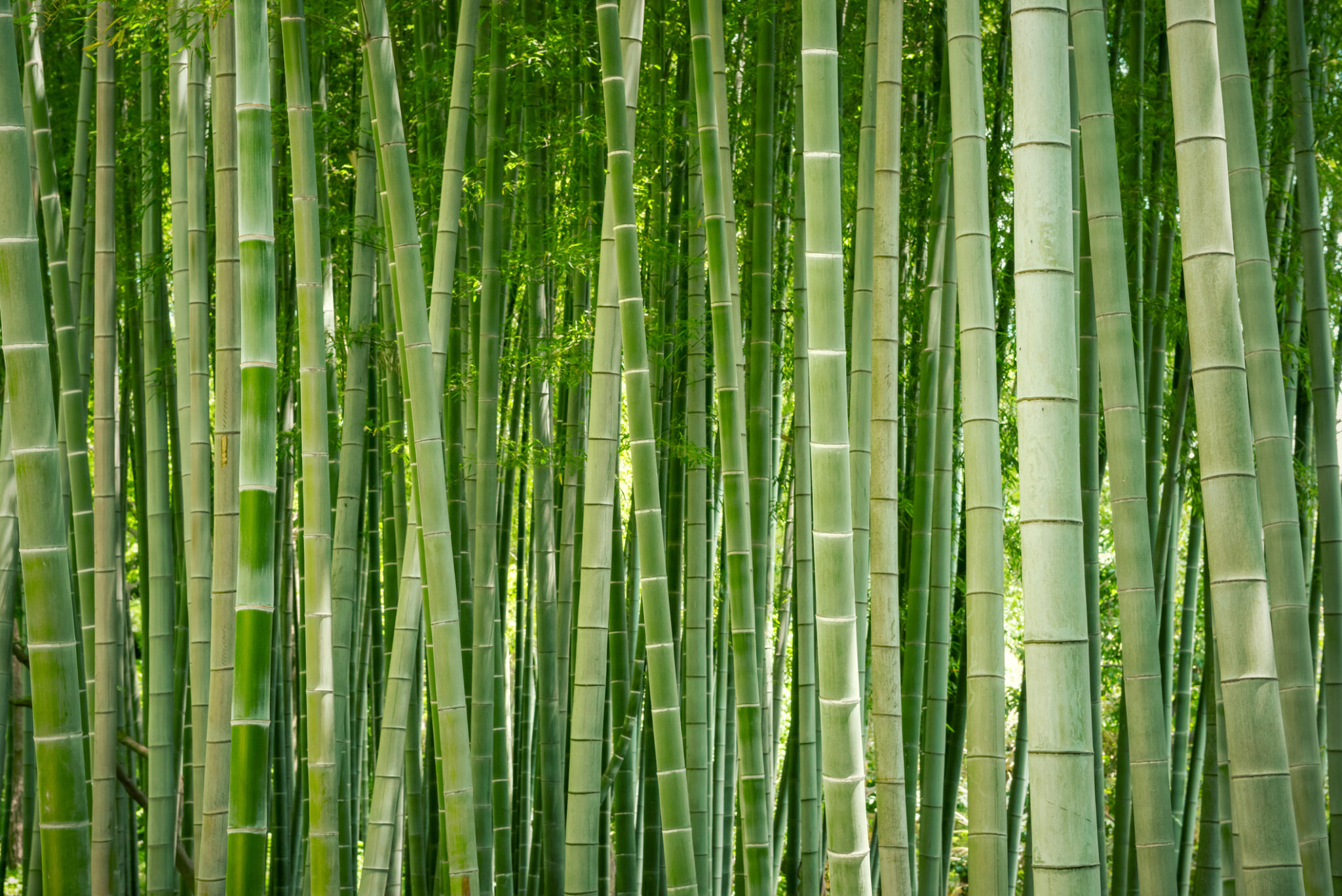 Rutgers Gardens bamboo nj mom