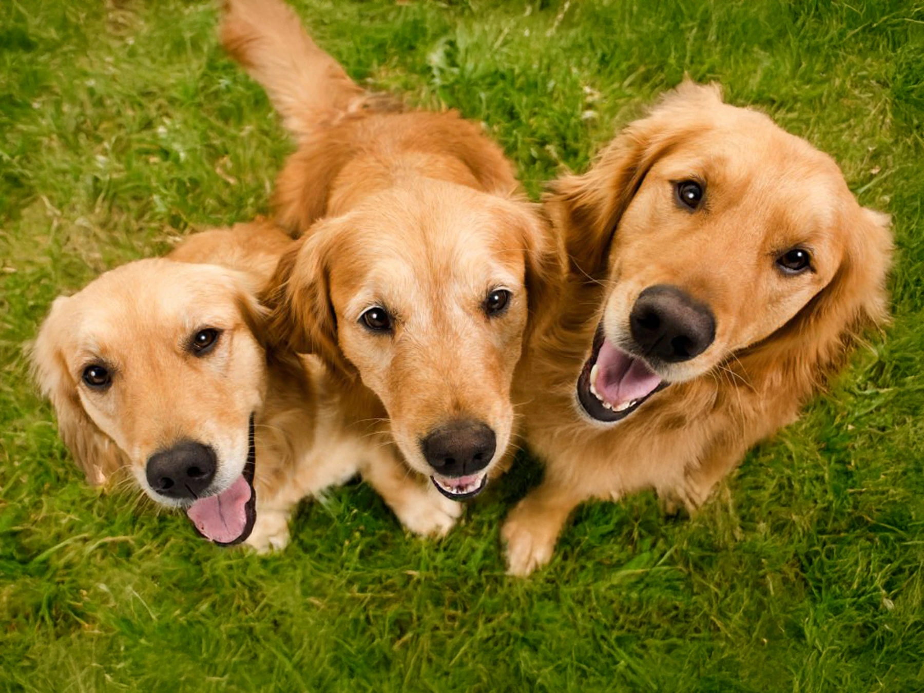 Golden Retriever Experience – Opening Day!