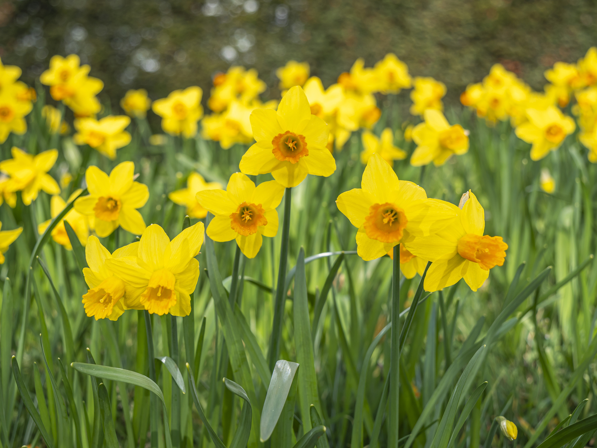 willowwood daffodils nj mom