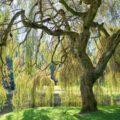 willow willowwood nj mom