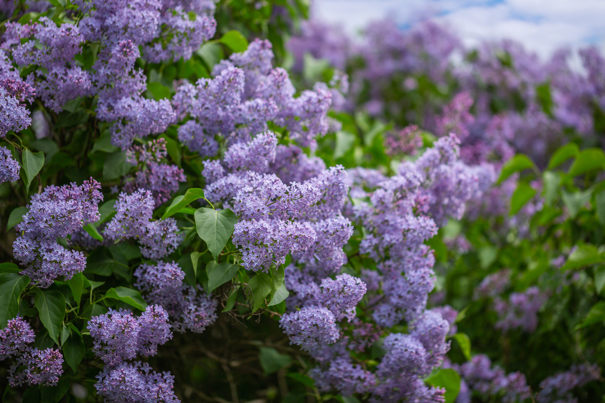 willowwood garden lilac nj mom