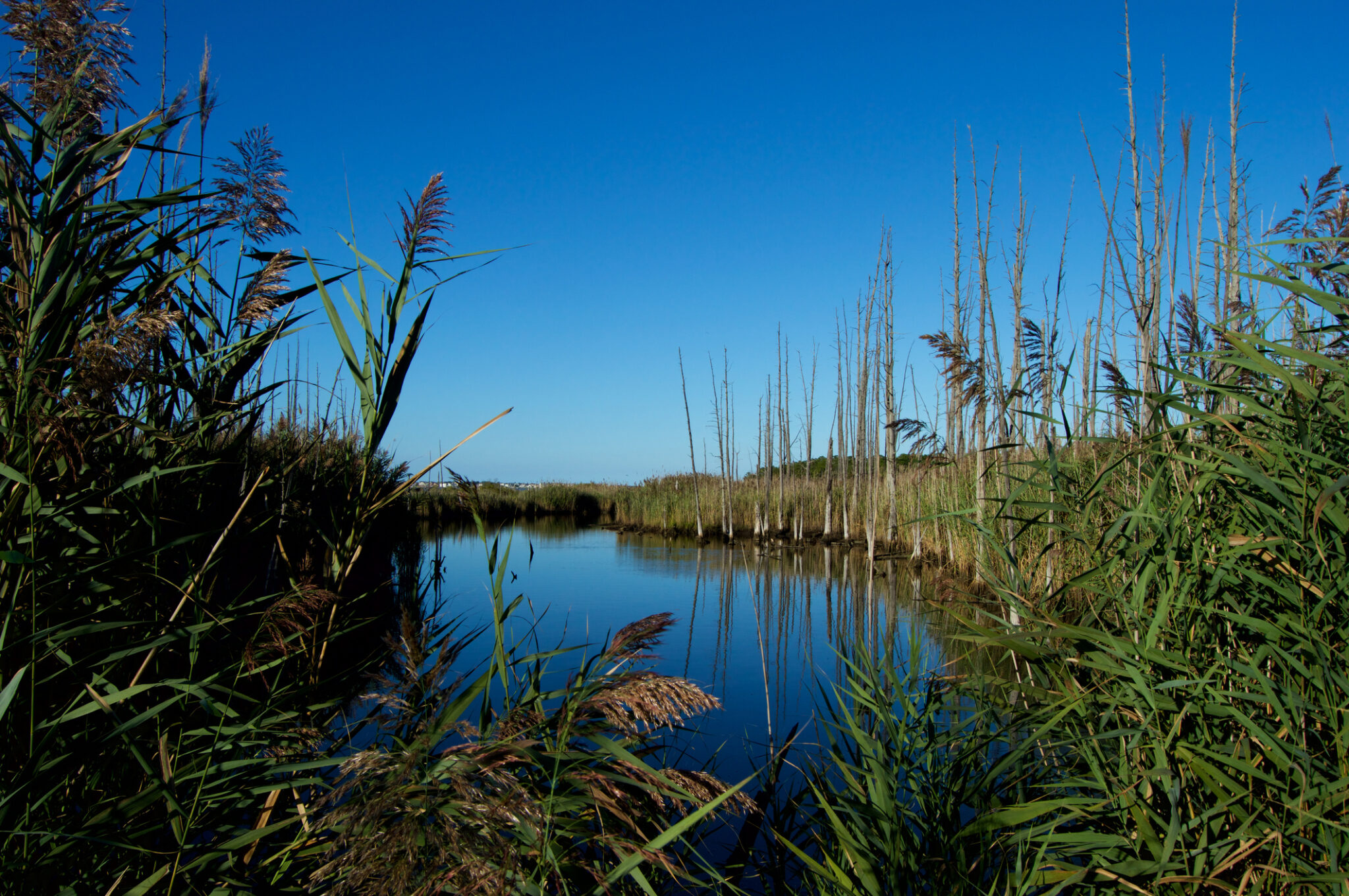 Cattus Island Wetlands, Jersey Shore nj mom