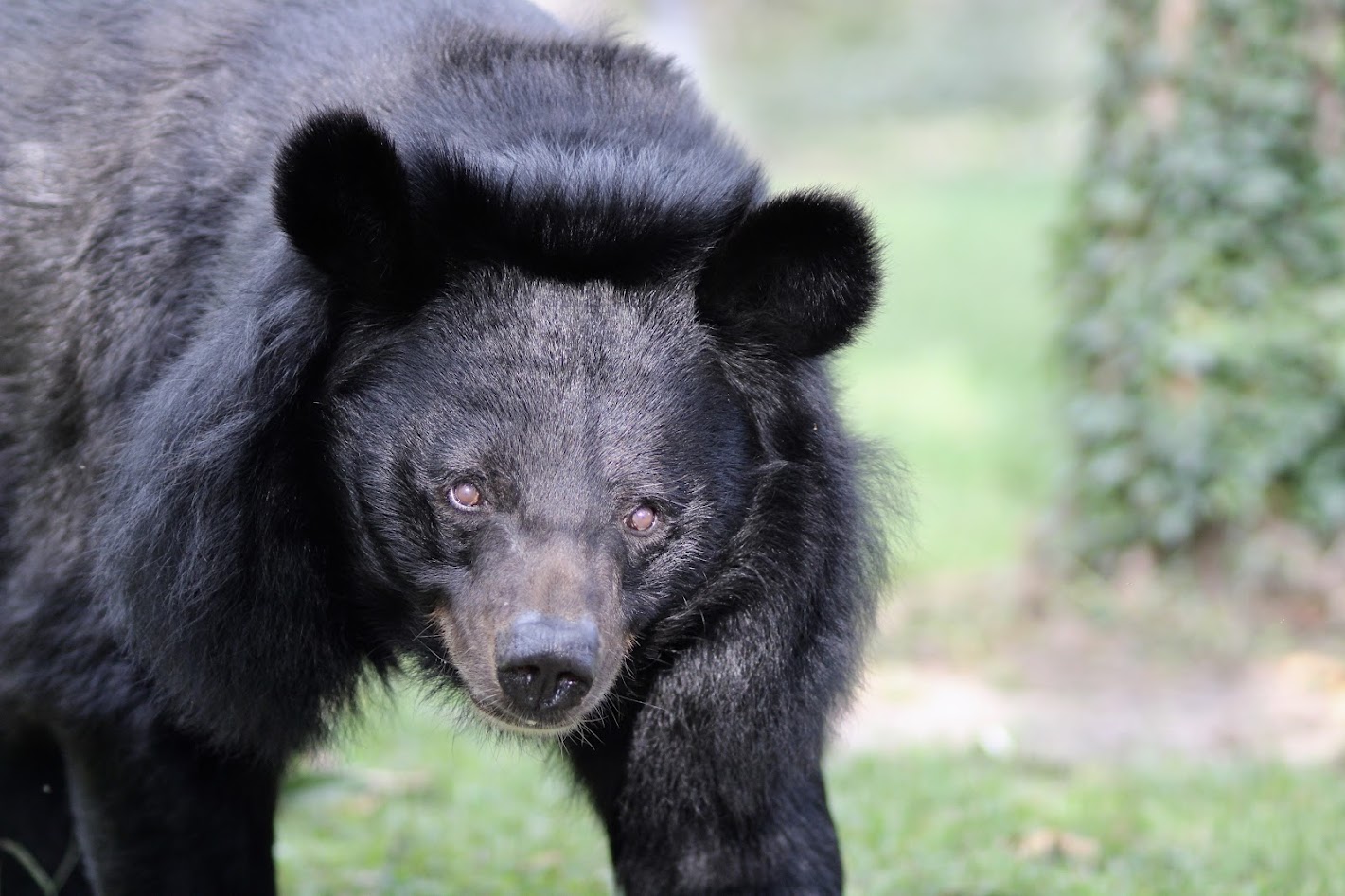 Cohanzick zoo bear nj mom