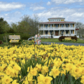 Willow Creek Winery daffodils nj mom