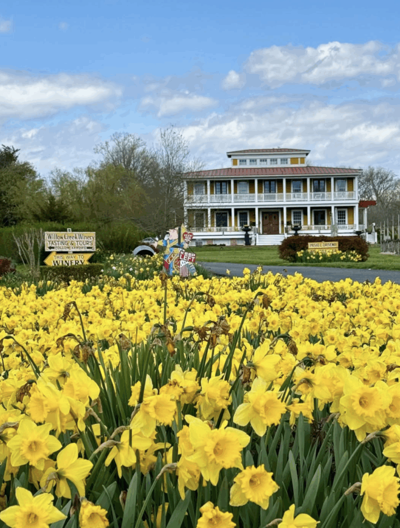 Willow Creek Winery daffodils nj mom
