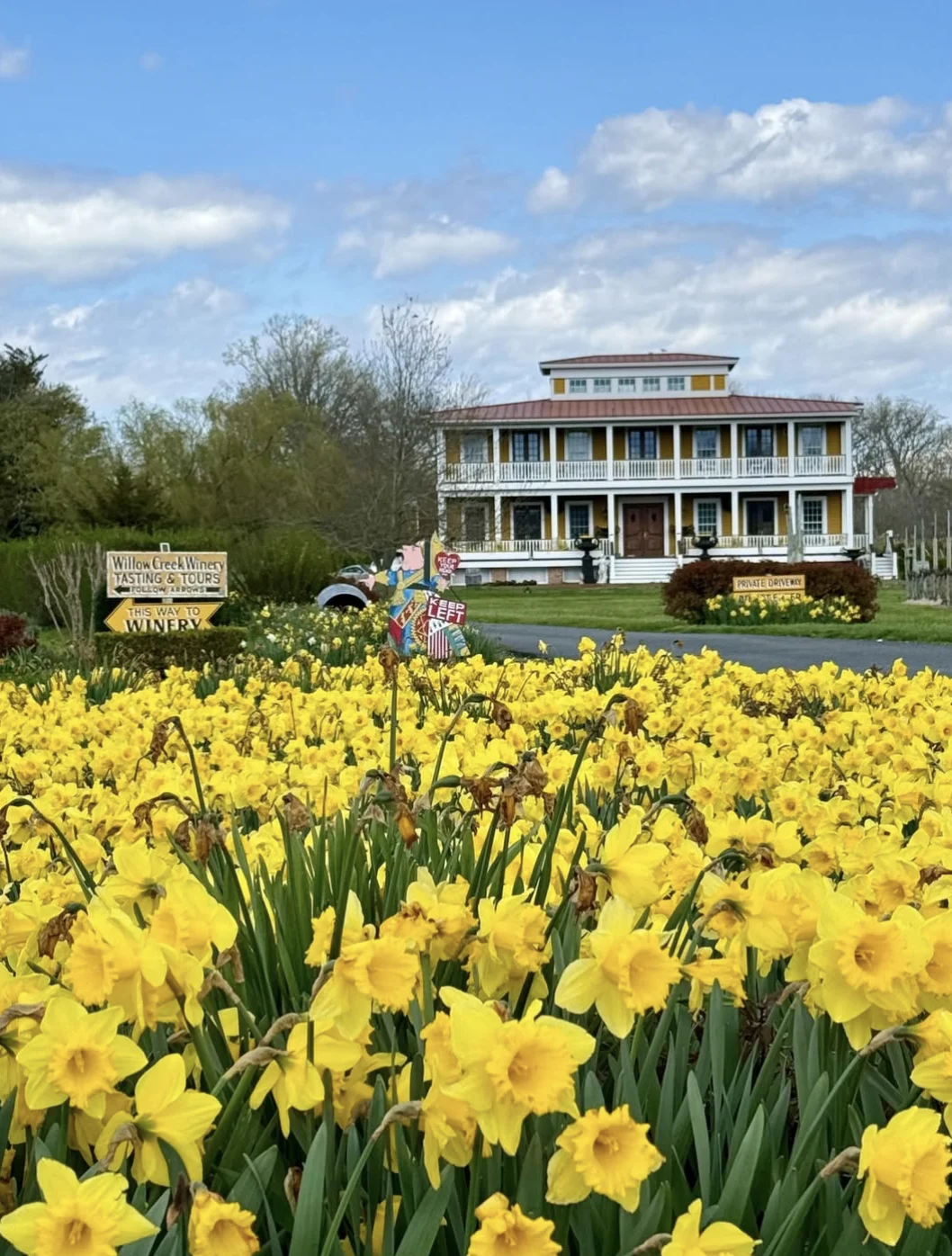 Willow Creek Winery daffodils nj mom