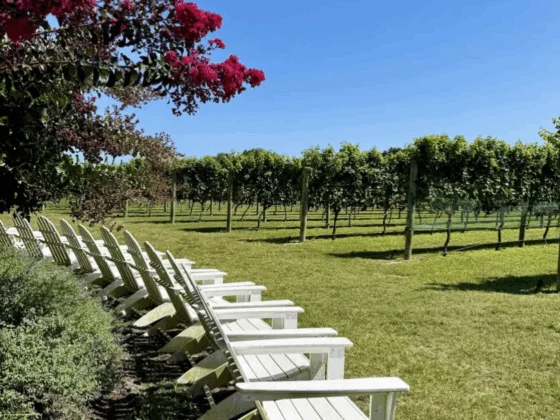 Willow Creek Winery vineyard nj mom