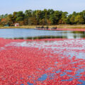 cranberries in nj nj mom