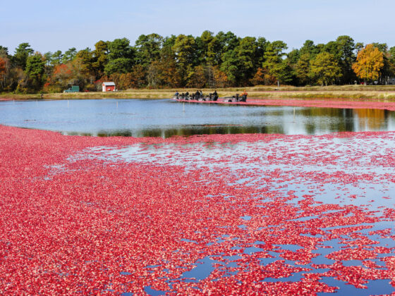 cranberries in nj nj mom