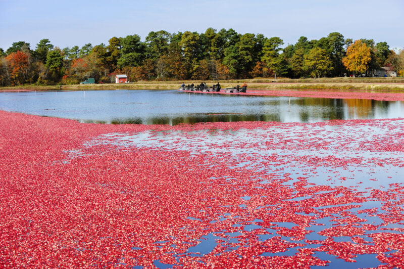 cranberries in nj nj mom