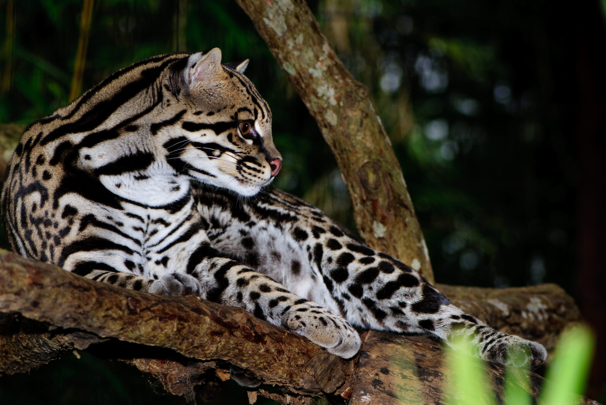 ocelot ny zoos ny mom