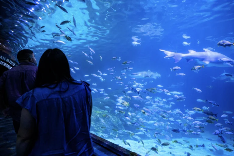 Valen-Tide’s Night at Adventure Aquarium