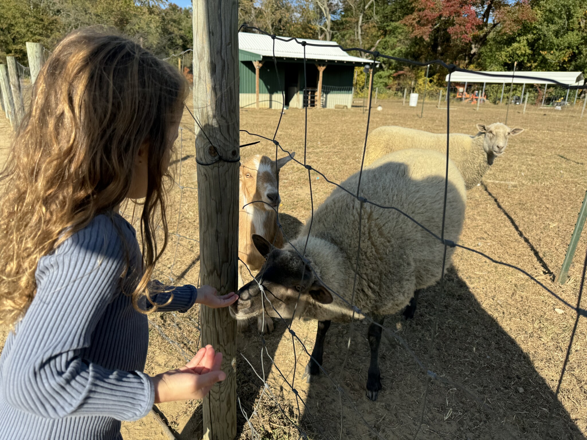 petting-zoo-in-NJ-Allaire-Community-Farm-nj-mom-nj-1024x768