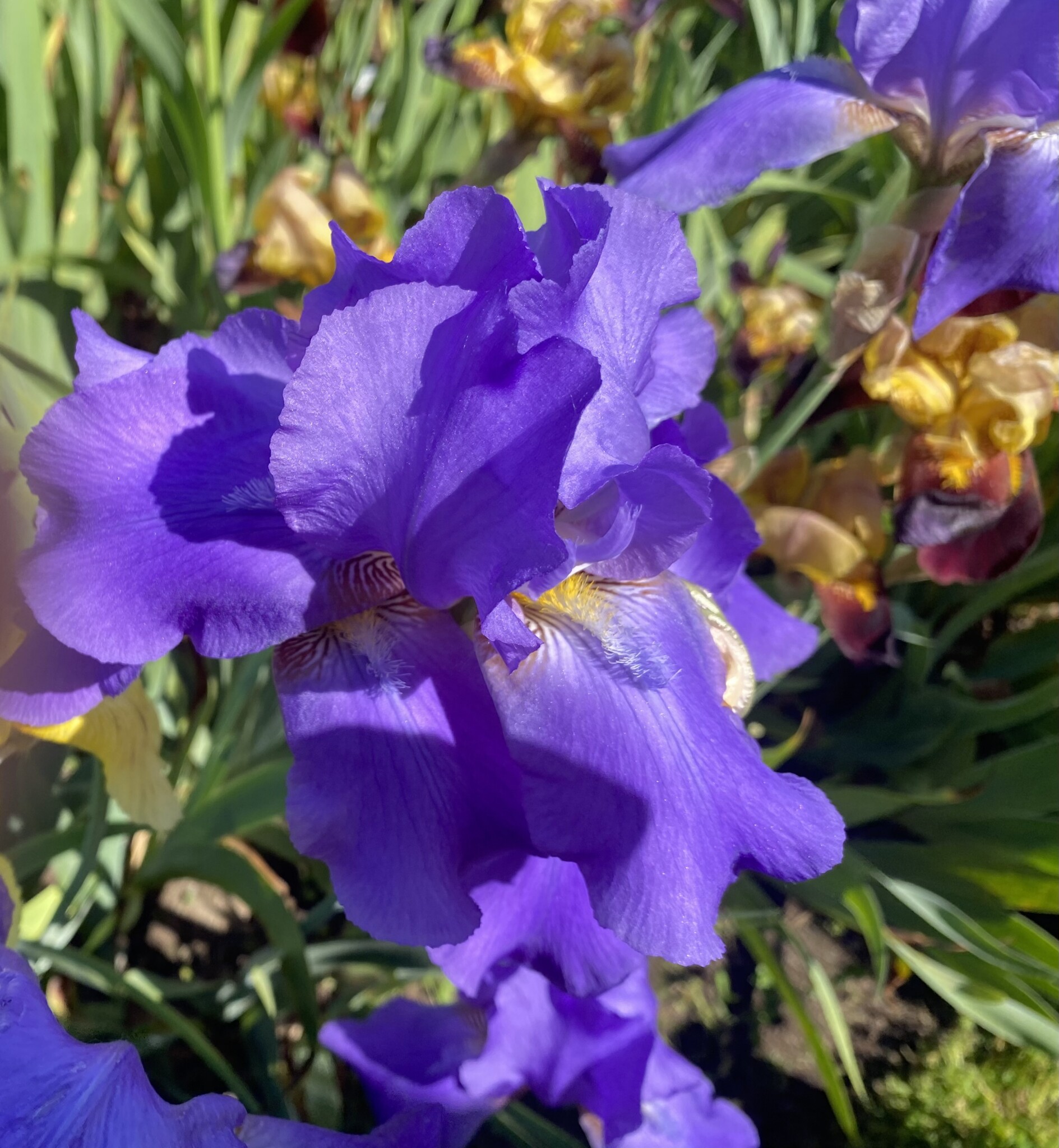 Presby-Memorial-Iris-Gardens-Montclair-1024x768-1