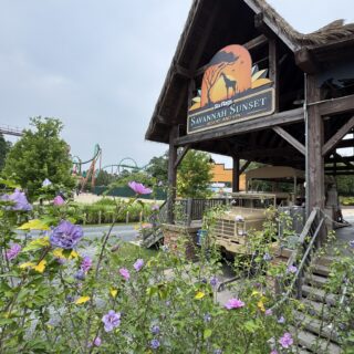 six flags safari