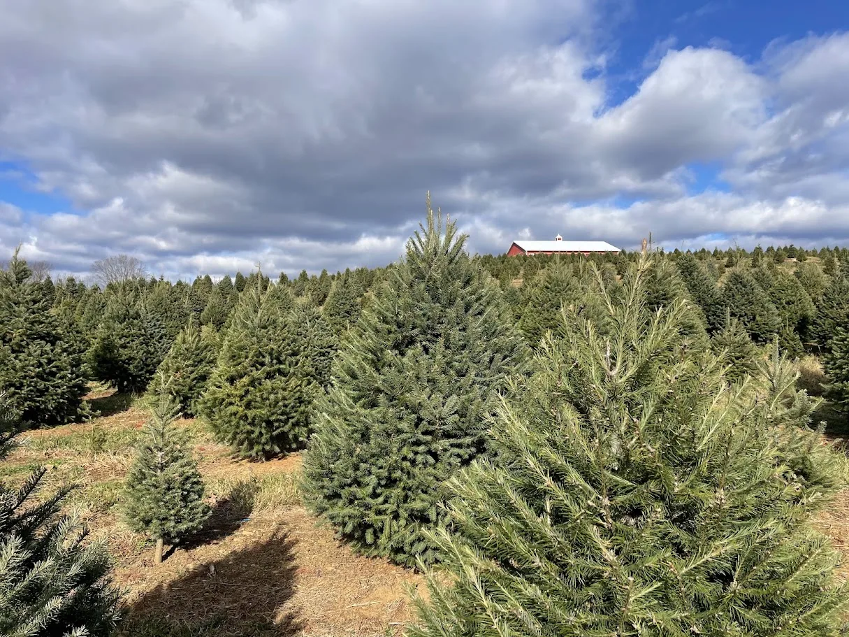 farms ChristmasTree nj mom