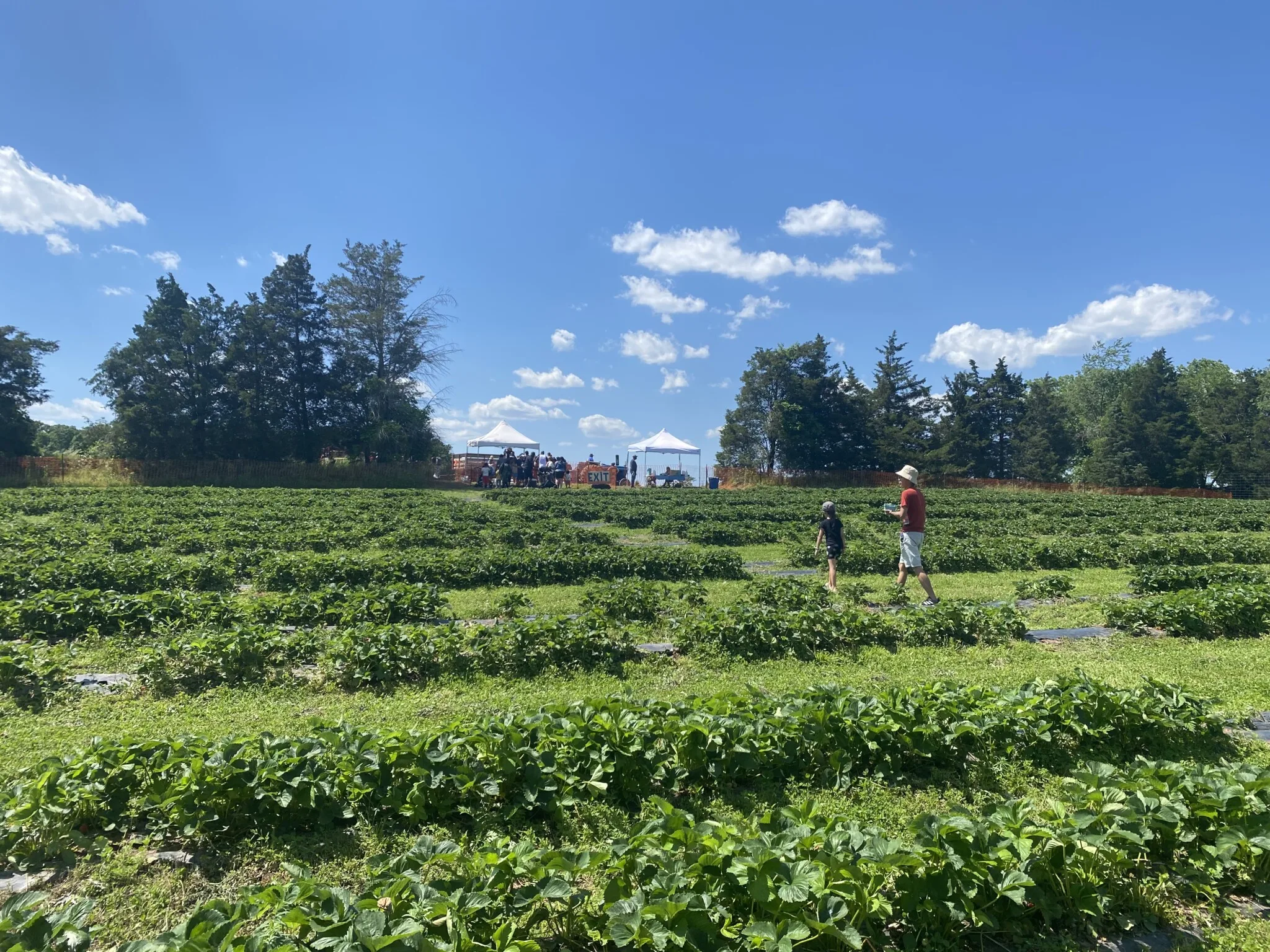 snyders farm somerset county nj mom