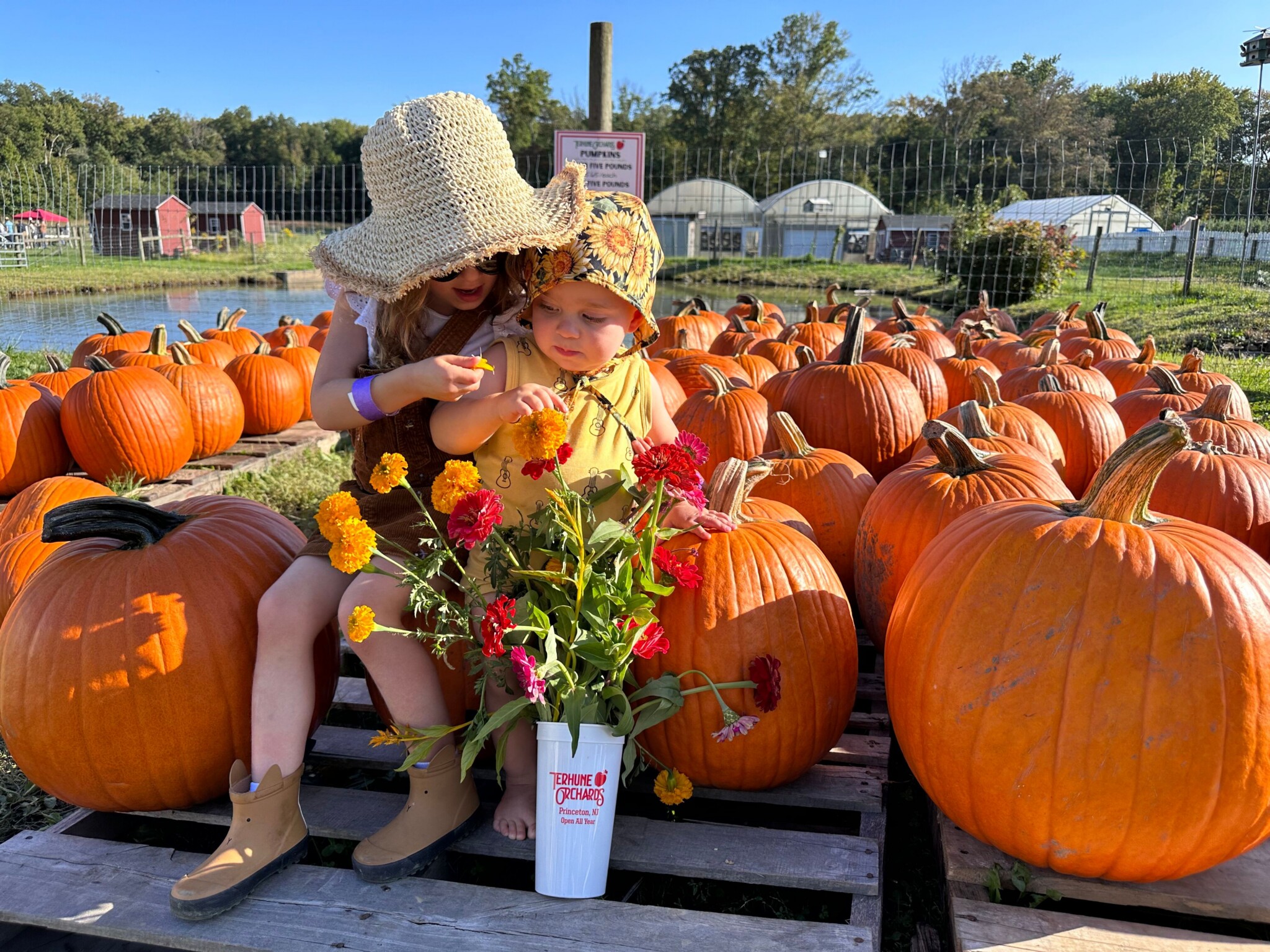 pumpkin picking in central jersey terhune orchard nj mom